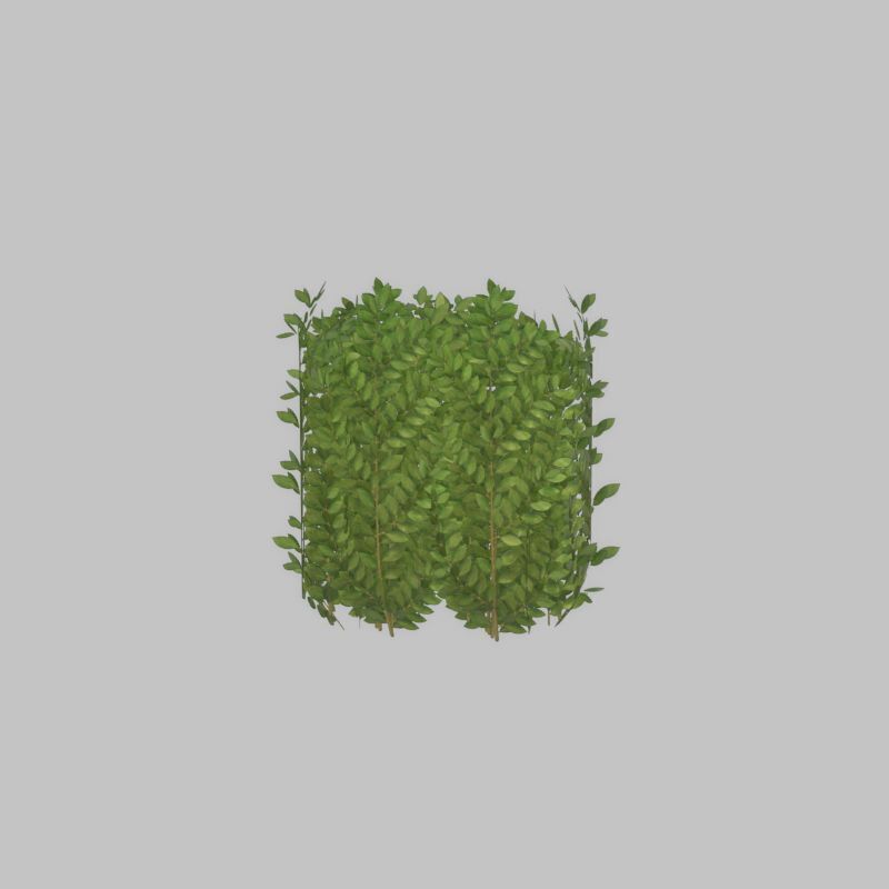Cherry laurel hedge 500mm version-2 Low-poly 3D model_33