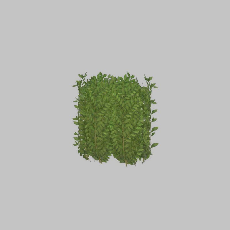 Cherry laurel hedge 500mm version-2 Low-poly 3D model_41