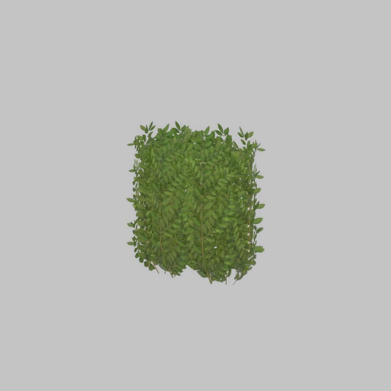 Cherry laurel hedge 500mm version-2 Low-poly 3D model_49