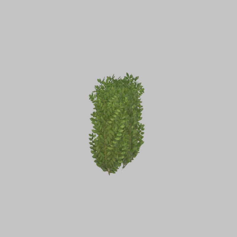 Cherry laurel hedge 500mm version-2 Low-poly 3D model_28