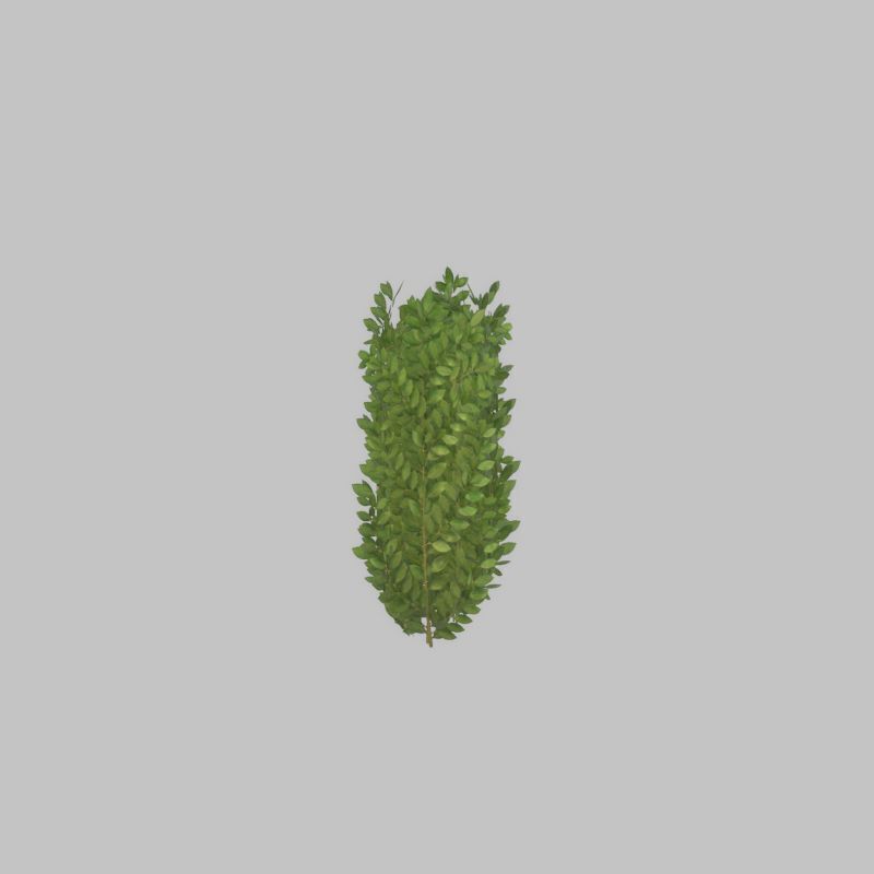 Cherry laurel hedge 500mm version-2 Low-poly 3D model_40