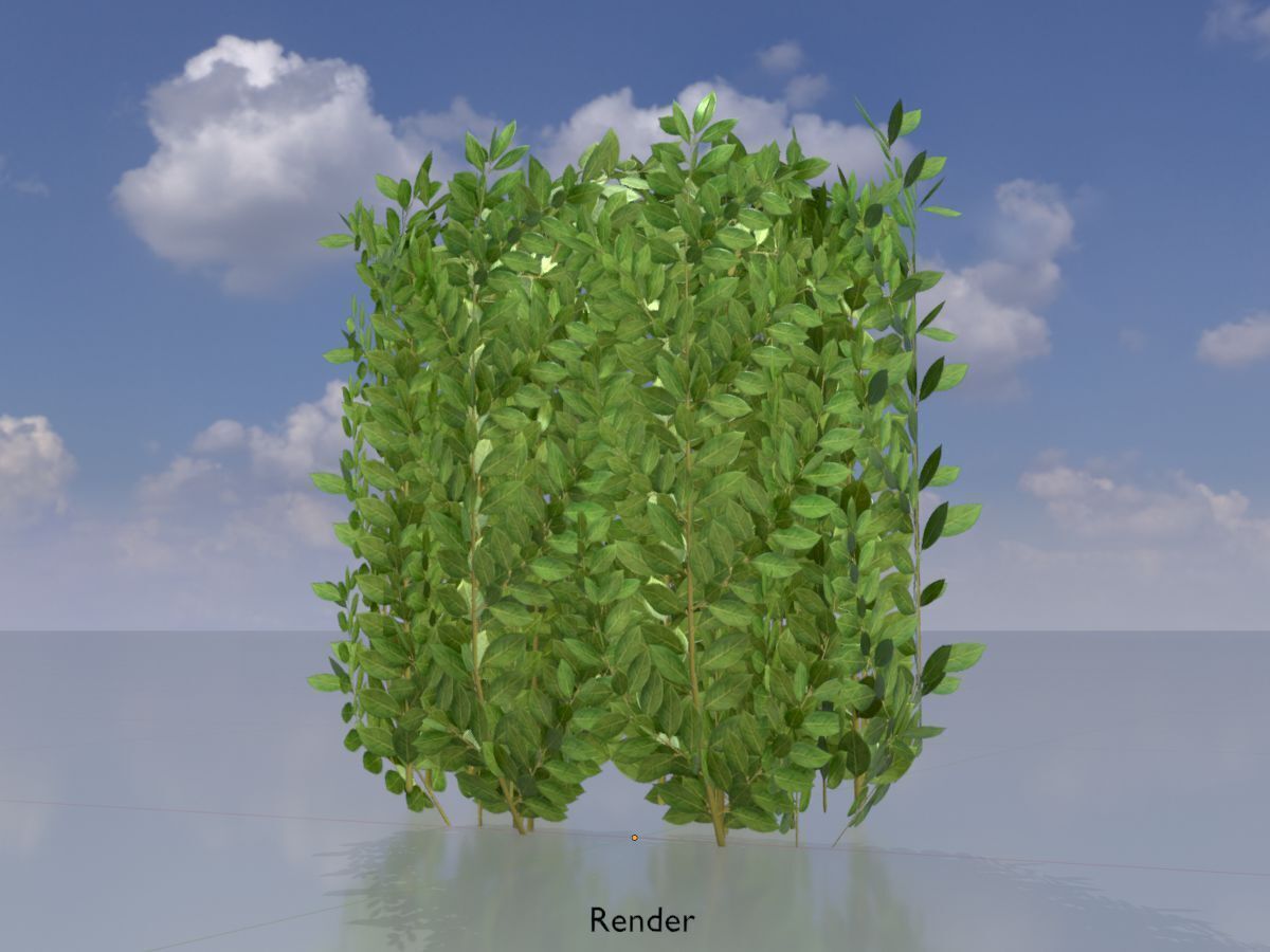 Cherry laurel hedge 500mm version-2 Low-poly 3D model_13