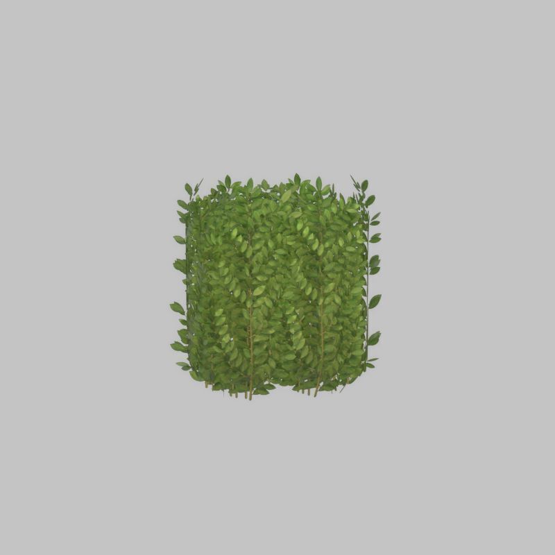 Cherry laurel hedge 500mm version-2 Low-poly 3D model_45