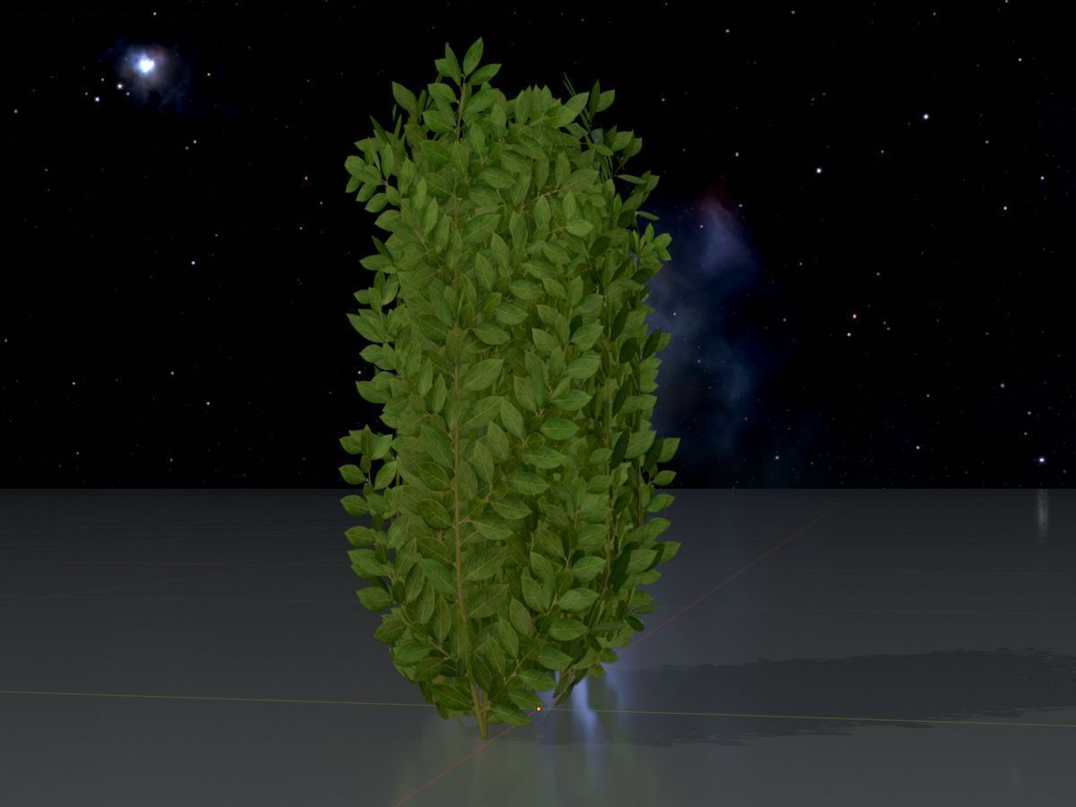Cherry laurel hedge 500mm version-2 Low-poly 3D model_4