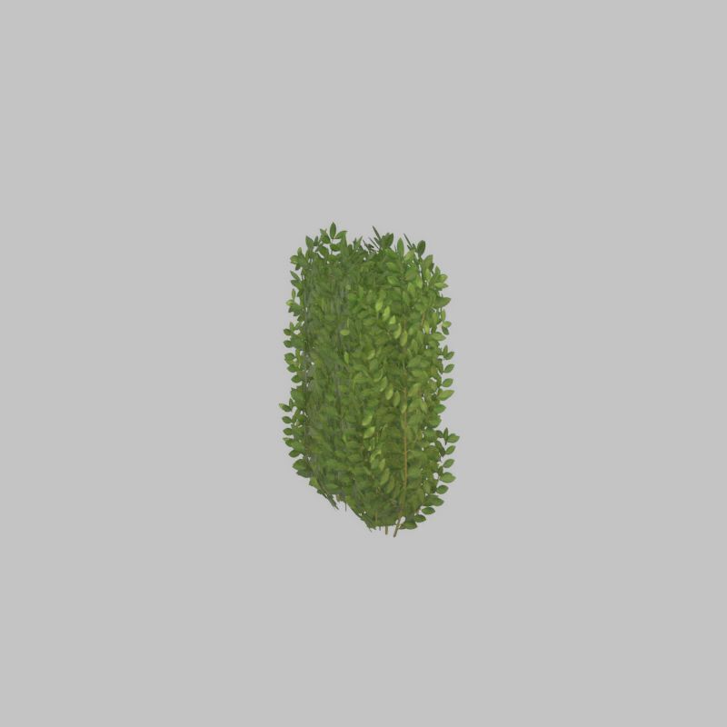 Cherry laurel hedge 500mm version-2 Low-poly 3D model_44