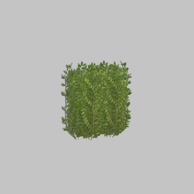 Cherry laurel hedge 500mm version-2 Low-poly 3D model_25