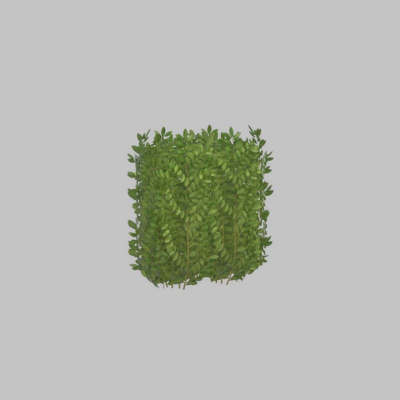 Cherry laurel hedge 500mm version-2 Low-poly 3D model_46