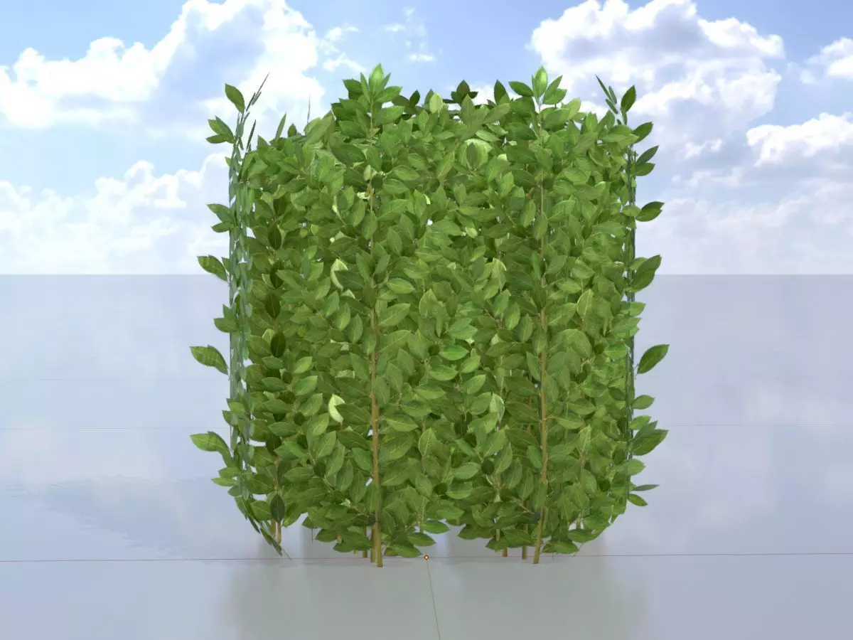 Cherry laurel hedge 500mm version-2 Low-poly 3D model_0