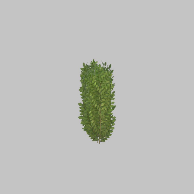 Cherry laurel hedge 500mm version-2 Low-poly 3D model_26