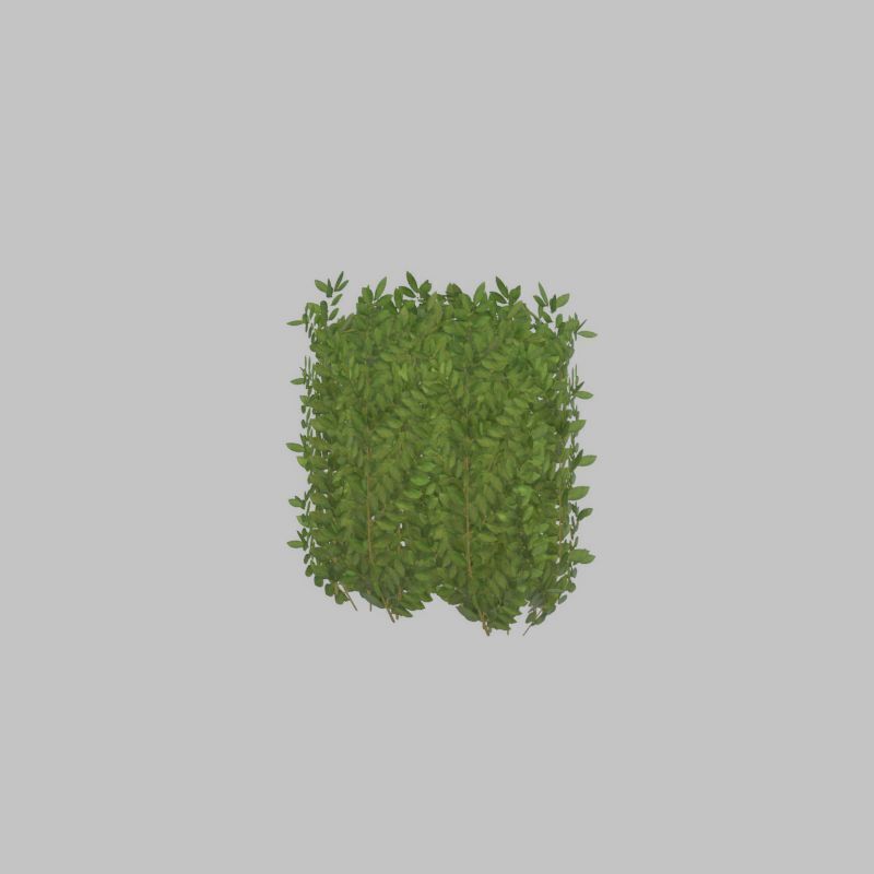 Cherry laurel hedge 500mm version-2 Low-poly 3D model_35