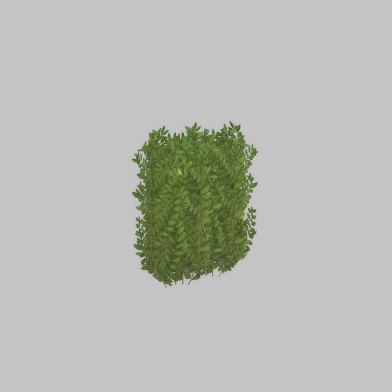 Cherry laurel hedge 500mm version-2 Low-poly 3D model_30