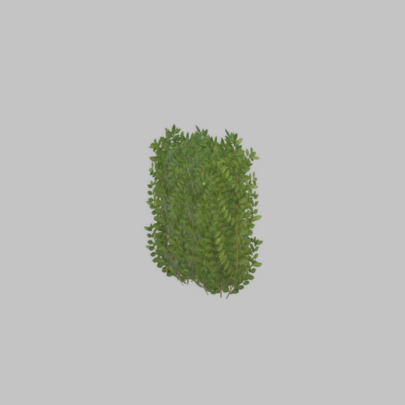 Cherry laurel hedge 500mm version-2 Low-poly 3D model_23