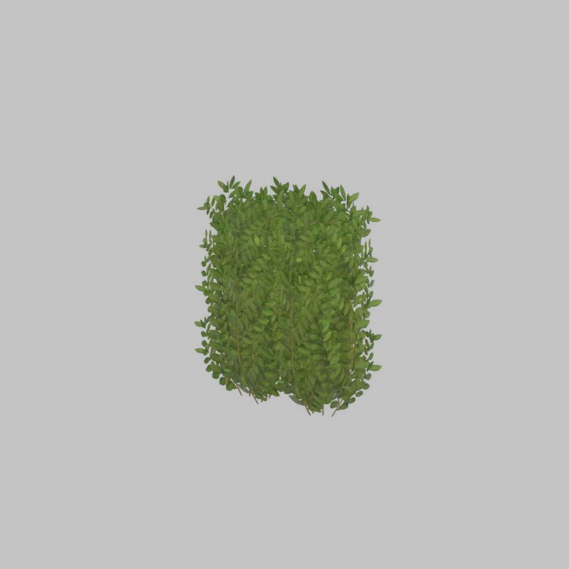 Cherry laurel hedge 500mm version-2 Low-poly 3D model_37