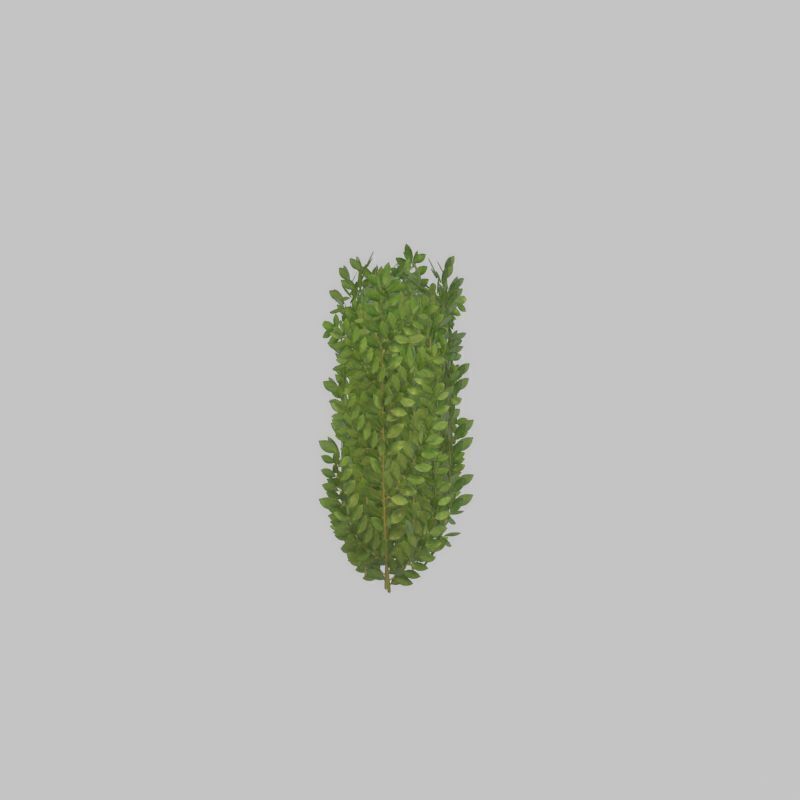 Cherry laurel hedge 500mm version-2 Low-poly 3D model_22