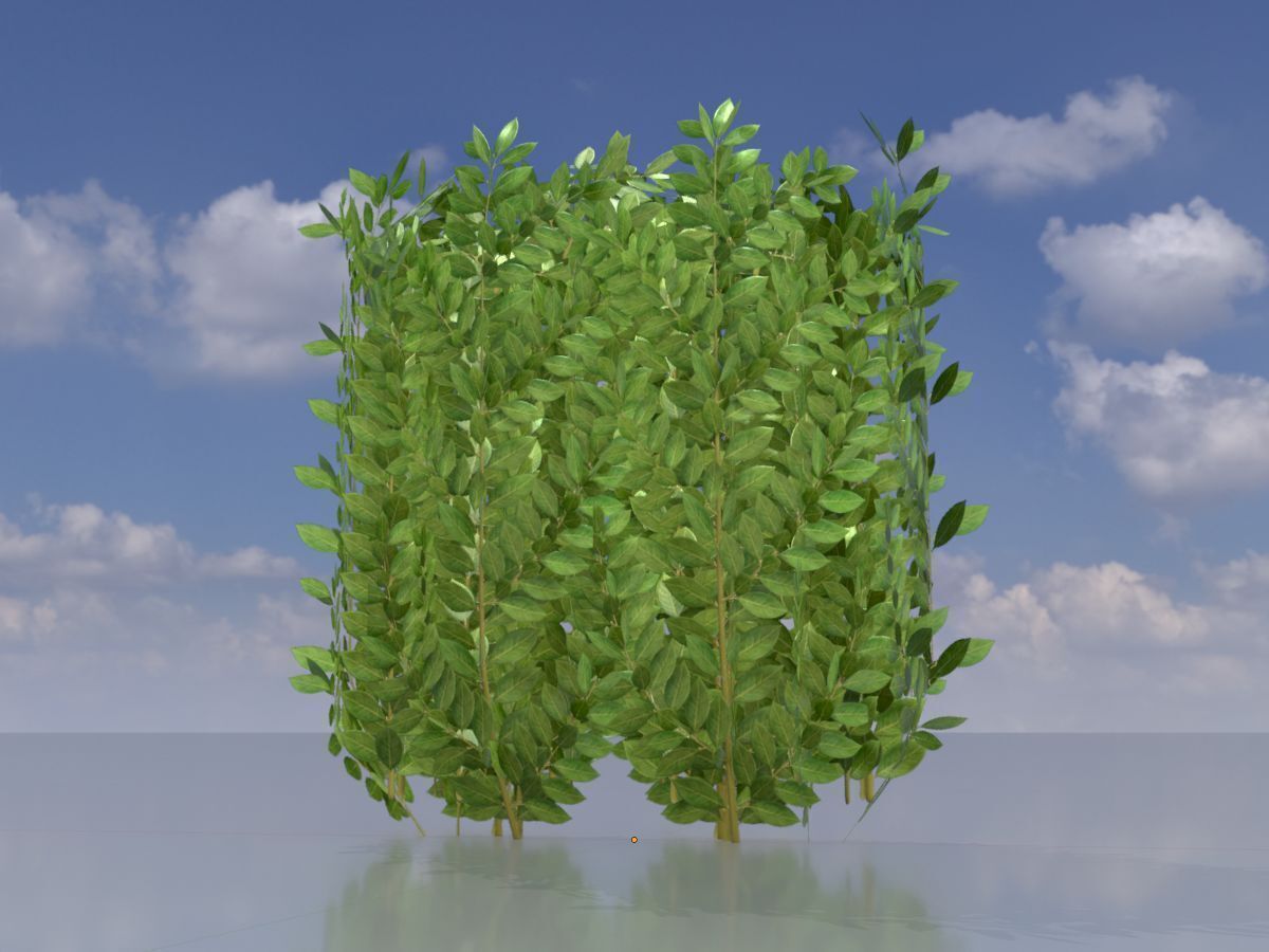 Cherry laurel hedge 500mm version-2 Low-poly 3D model_2