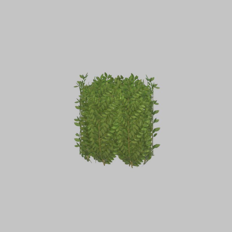 Cherry laurel hedge 500mm version-2 Low-poly 3D model_38