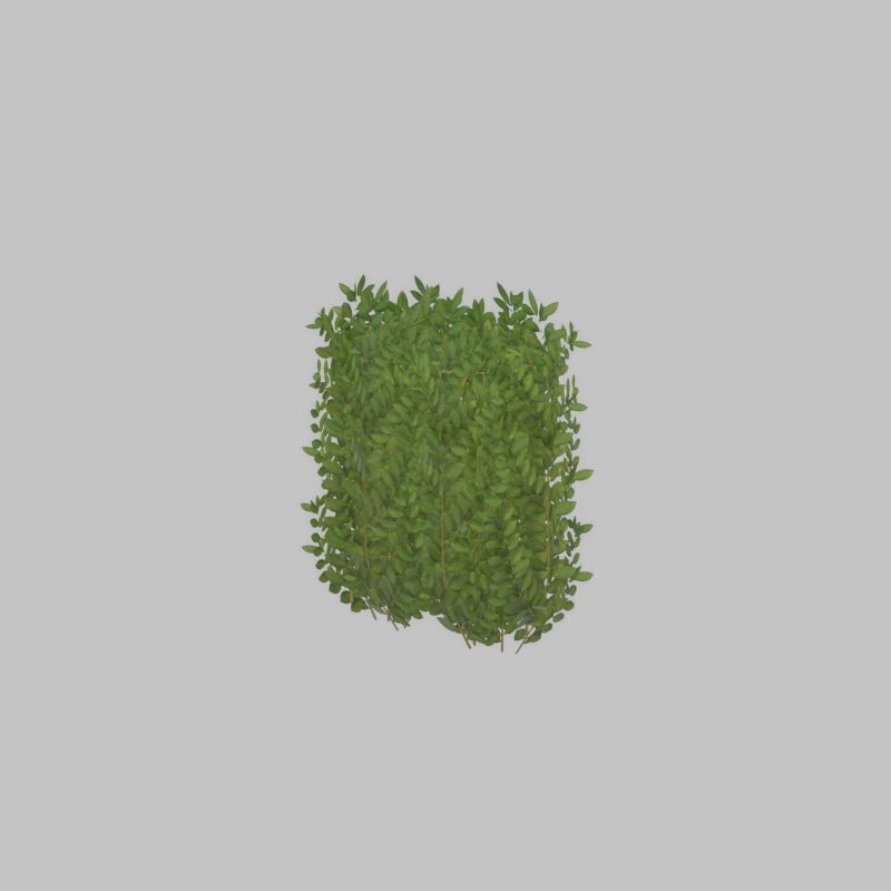 Cherry laurel hedge 500mm version-2 Low-poly 3D model_21