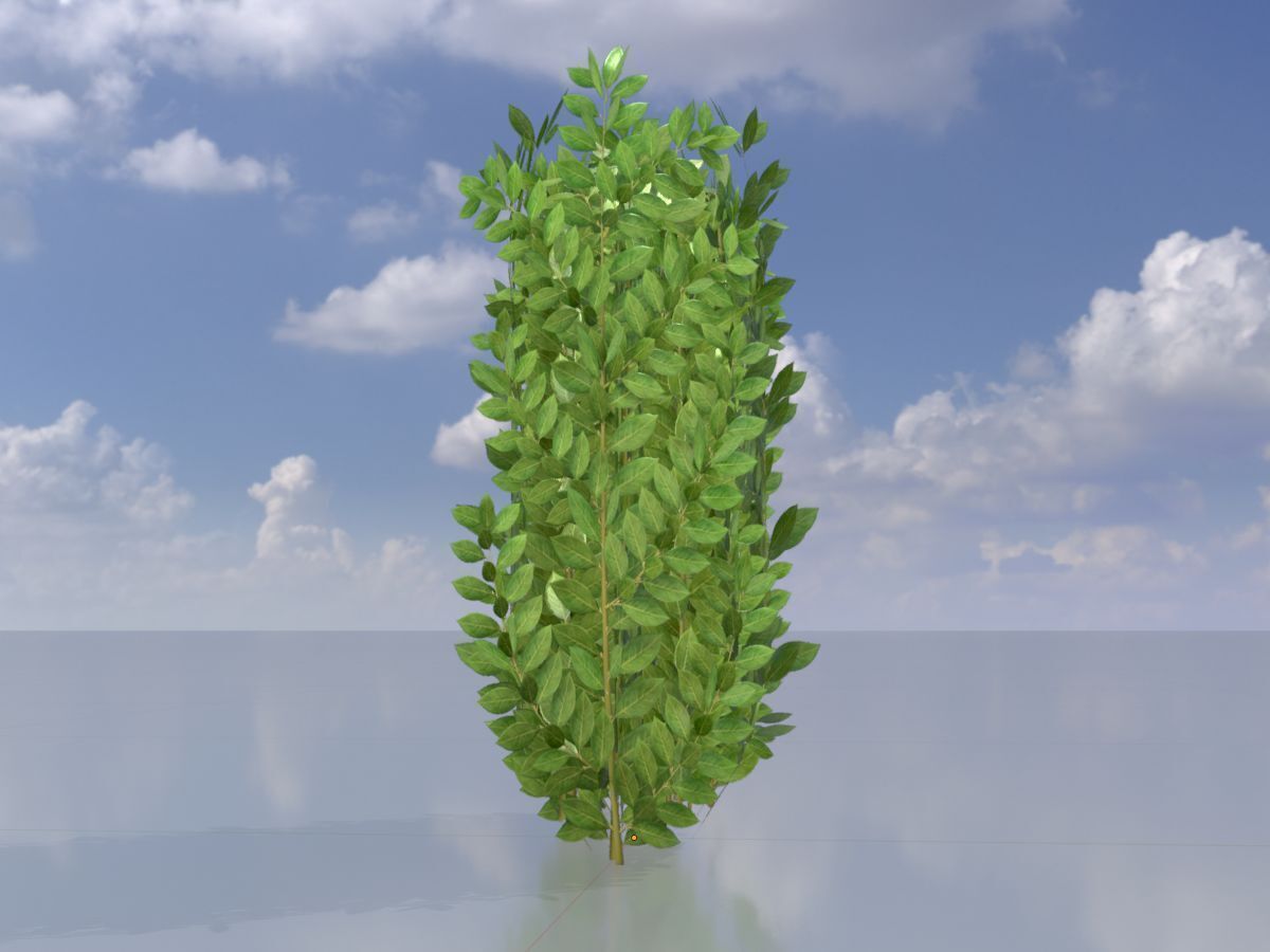 Cherry laurel hedge 500mm version-2 Low-poly 3D model_3