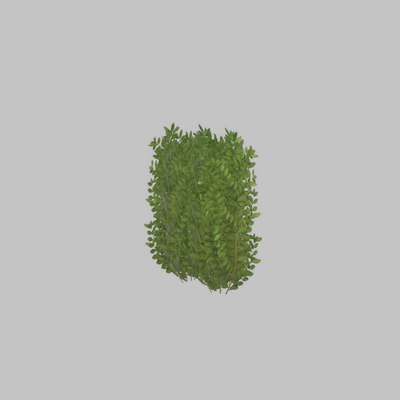 Cherry laurel hedge 500mm version-2 Low-poly 3D model_43