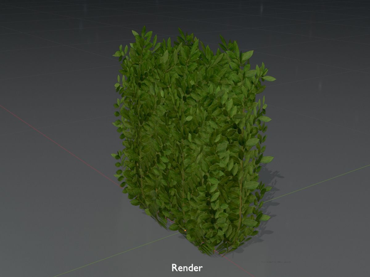 Cherry laurel hedge 500mm version-2 Low-poly 3D model_16