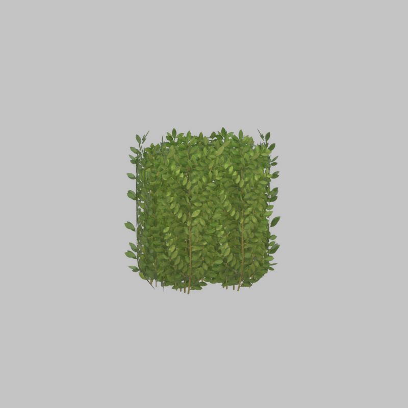 Cherry laurel hedge 500mm version-2 Low-poly 3D model_32