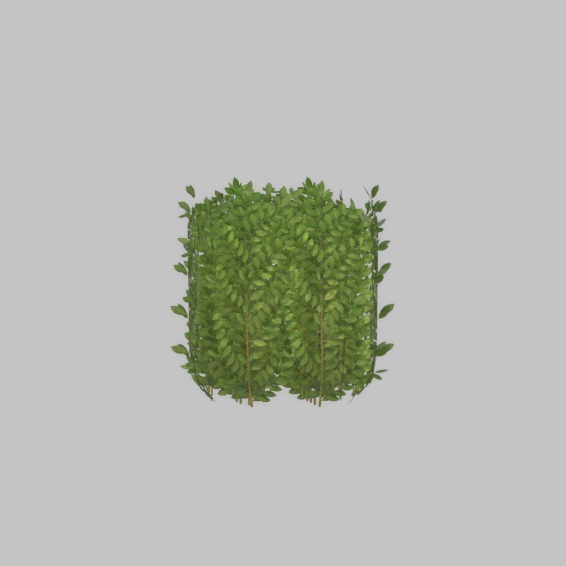 Cherry laurel hedge 500mm version-2 Low-poly 3D model_50