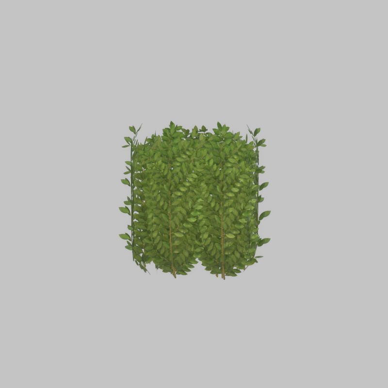 Cherry laurel hedge 500mm version-2 Low-poly 3D model_36