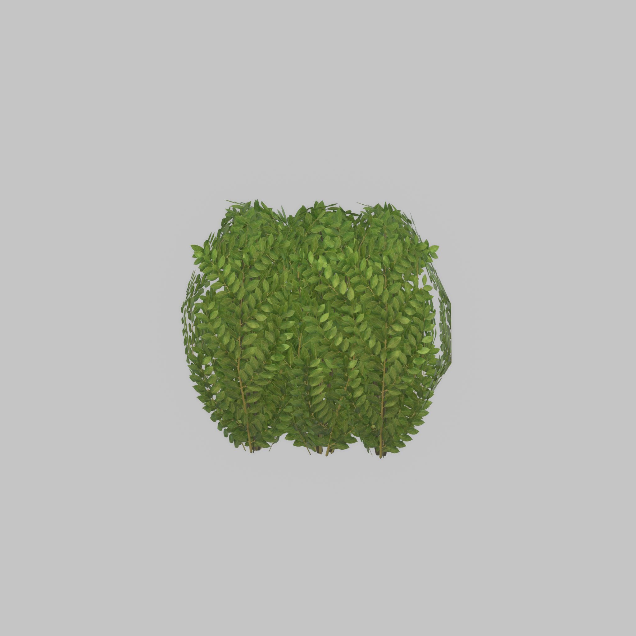 Cherry laurel hedge 500mm version-3 Low-poly 3D model_32