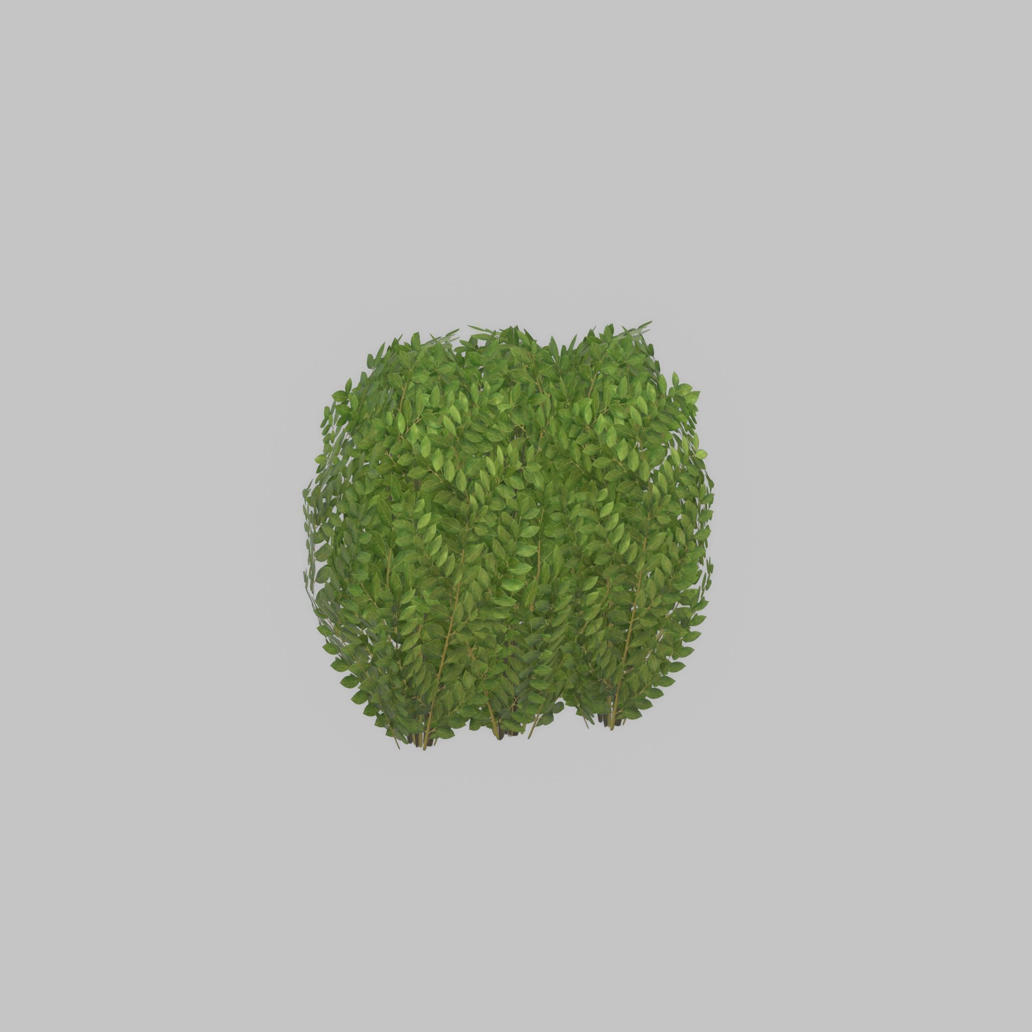 Cherry laurel hedge 500mm version-3 Low-poly 3D model_25