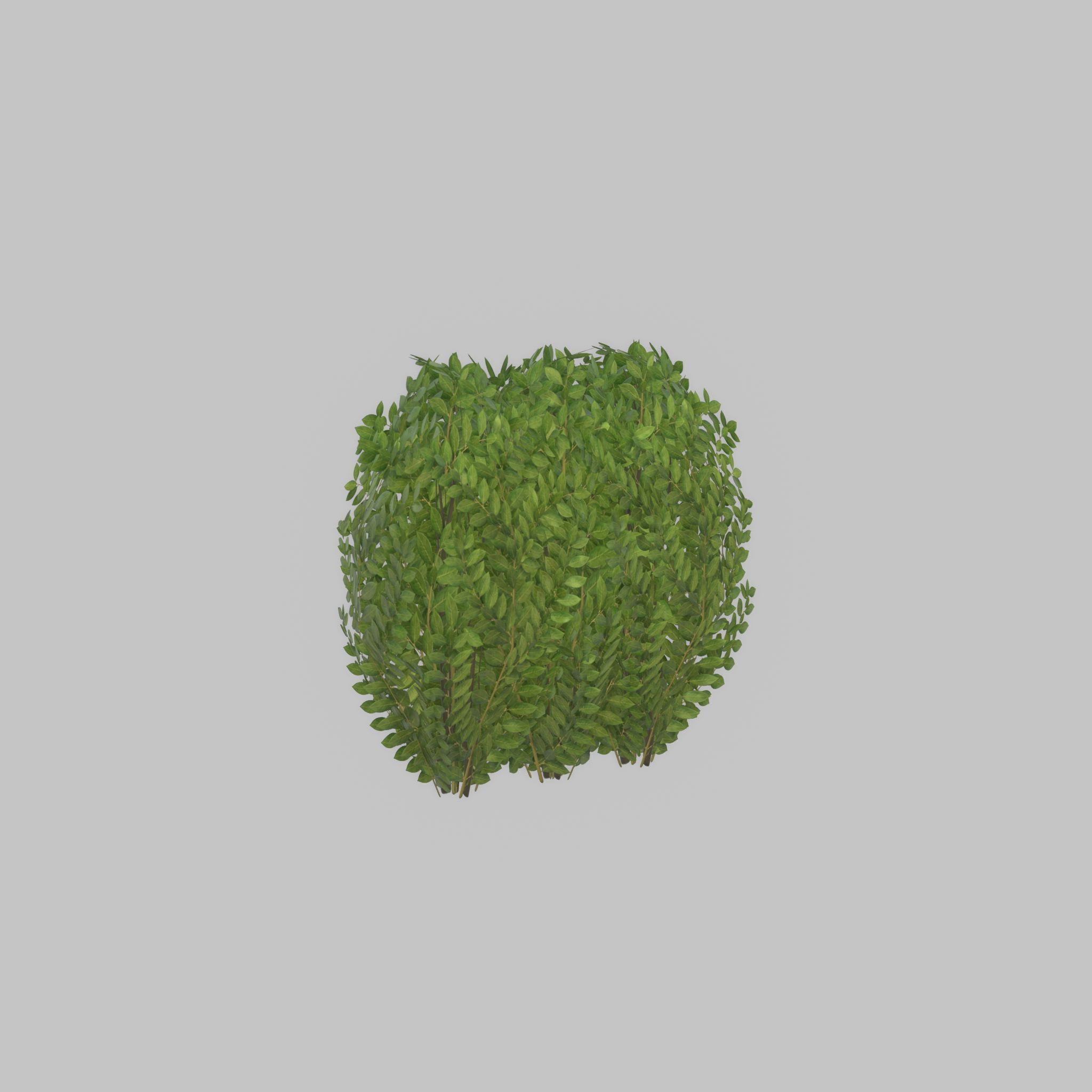 Cherry laurel hedge 500mm version-3 Low-poly 3D model_39