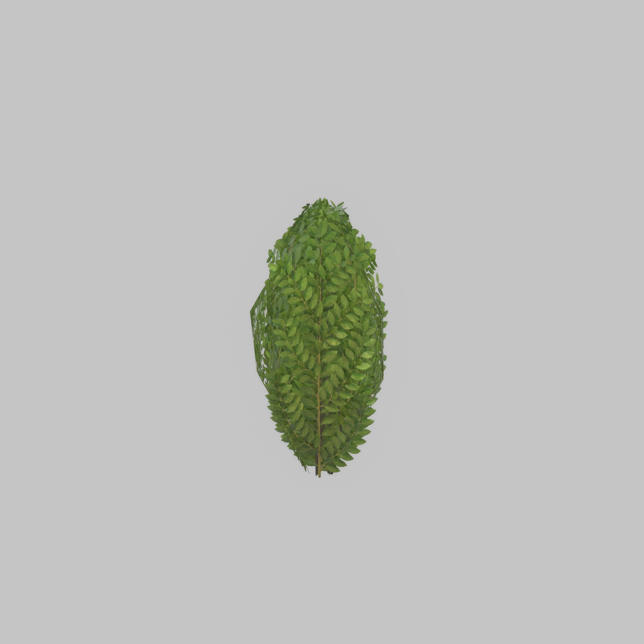 Cherry laurel hedge 500mm version-3 Low-poly 3D model_35