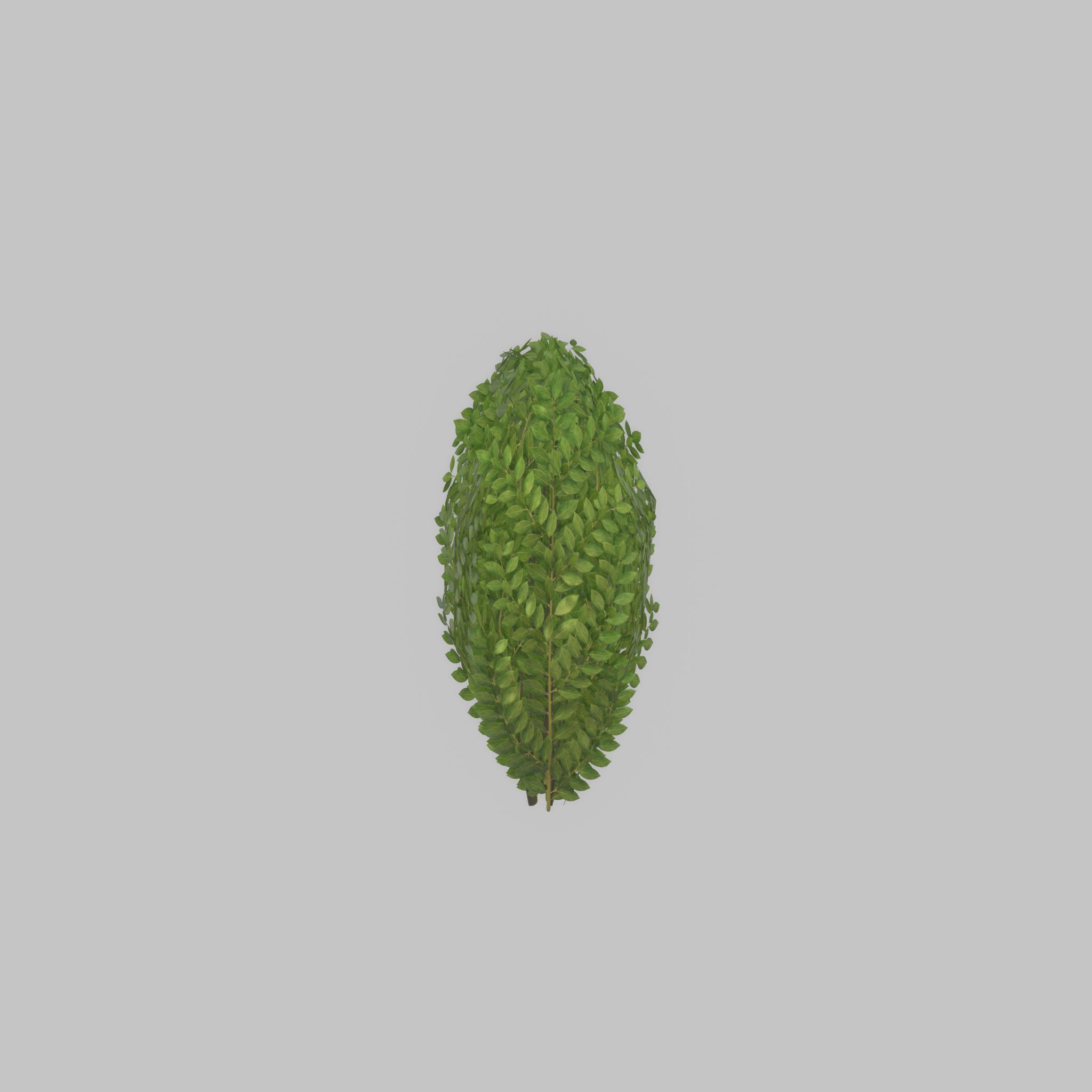 Cherry laurel hedge 500mm version-3 Low-poly 3D model_48