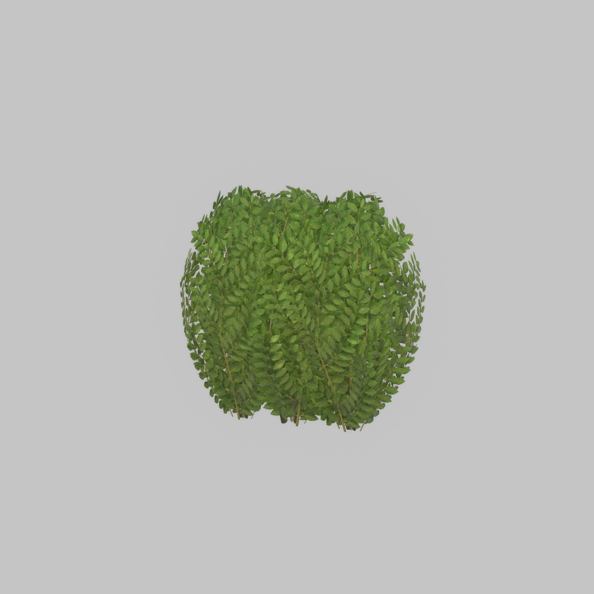 Cherry laurel hedge 500mm version-3 Low-poly 3D model_29