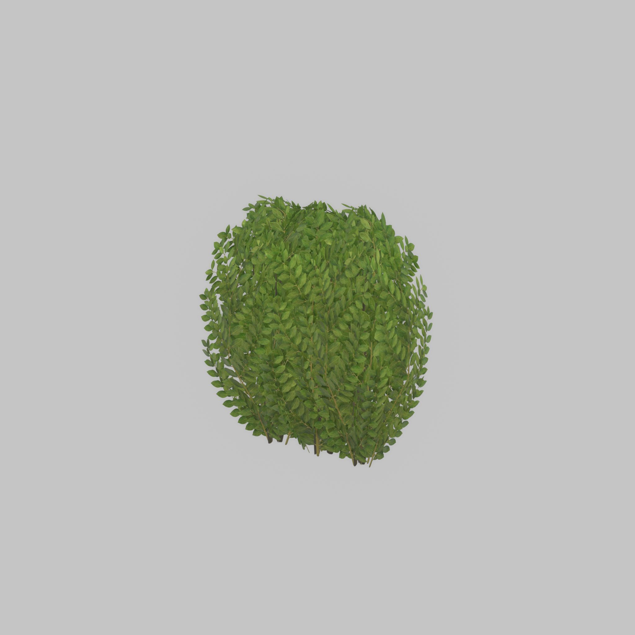 Cherry laurel hedge 500mm version-3 Low-poly 3D model_45