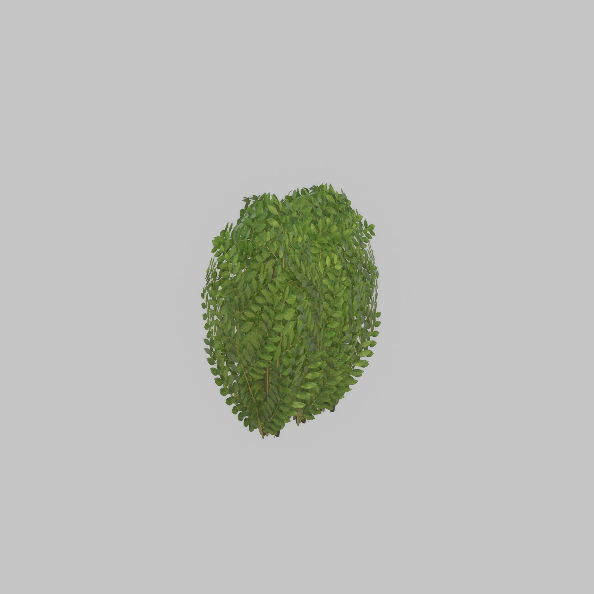 Cherry laurel hedge 500mm version-3 Low-poly 3D model_37