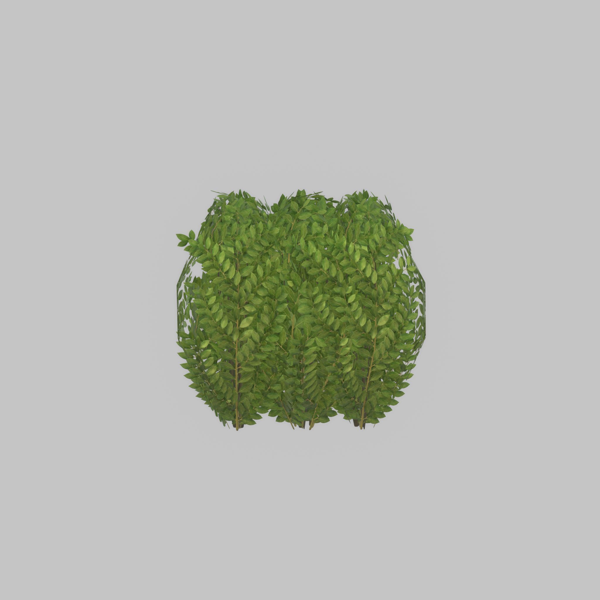 Cherry laurel hedge 500mm version-3 Low-poly 3D model_21
