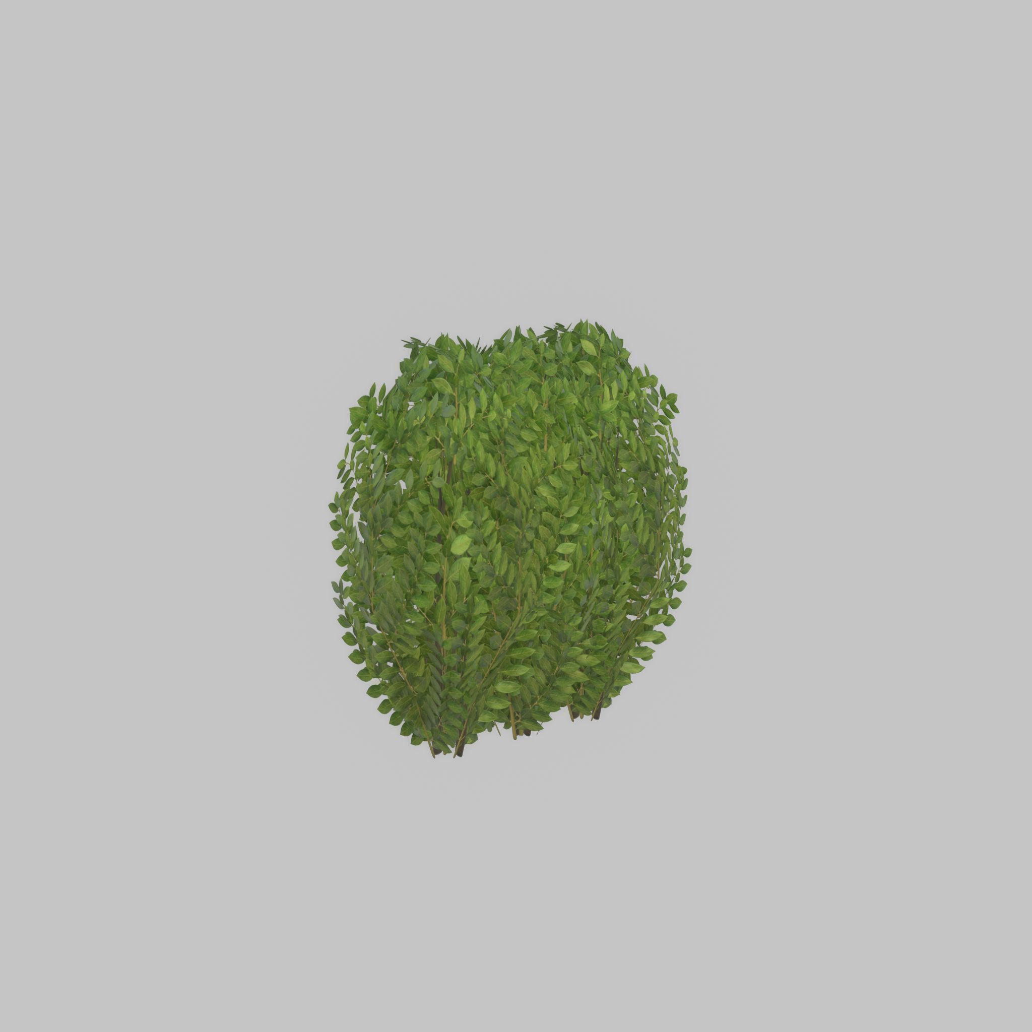 Cherry laurel hedge 500mm version-3 Low-poly 3D model_38