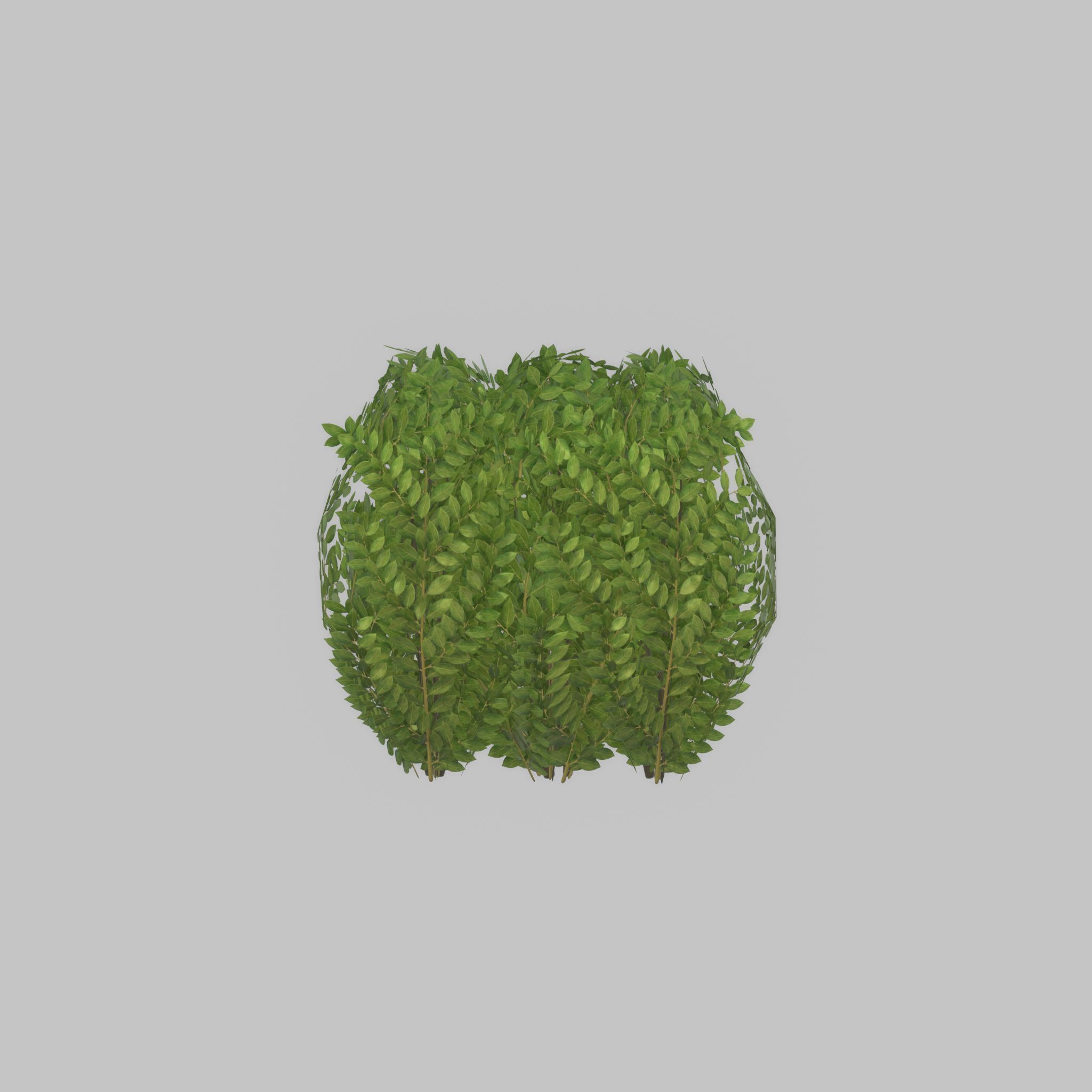Cherry laurel hedge 500mm version-3 Low-poly 3D model_42