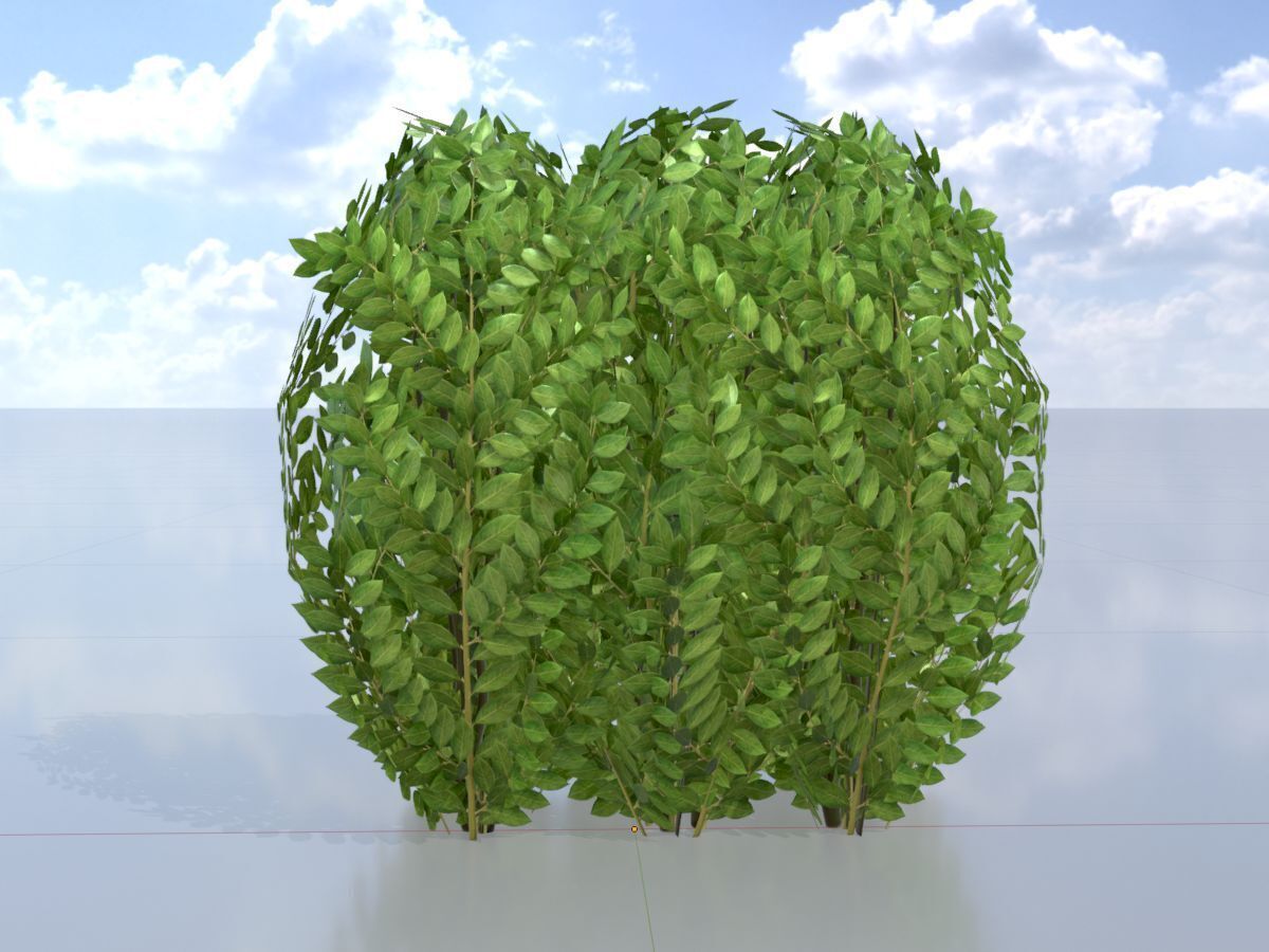 Cherry laurel hedge 500mm version-3 Low-poly 3D model_3
