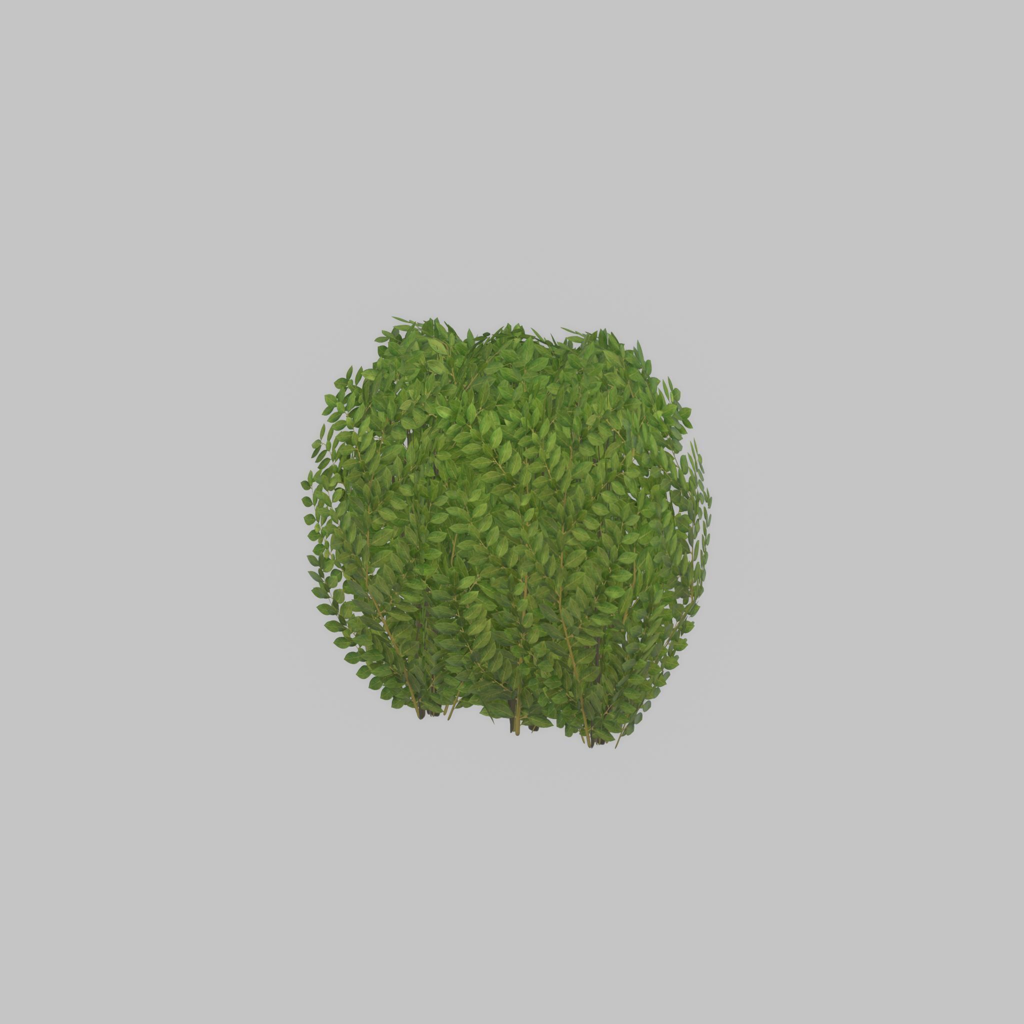Cherry laurel hedge 500mm version-3 Low-poly 3D model_44