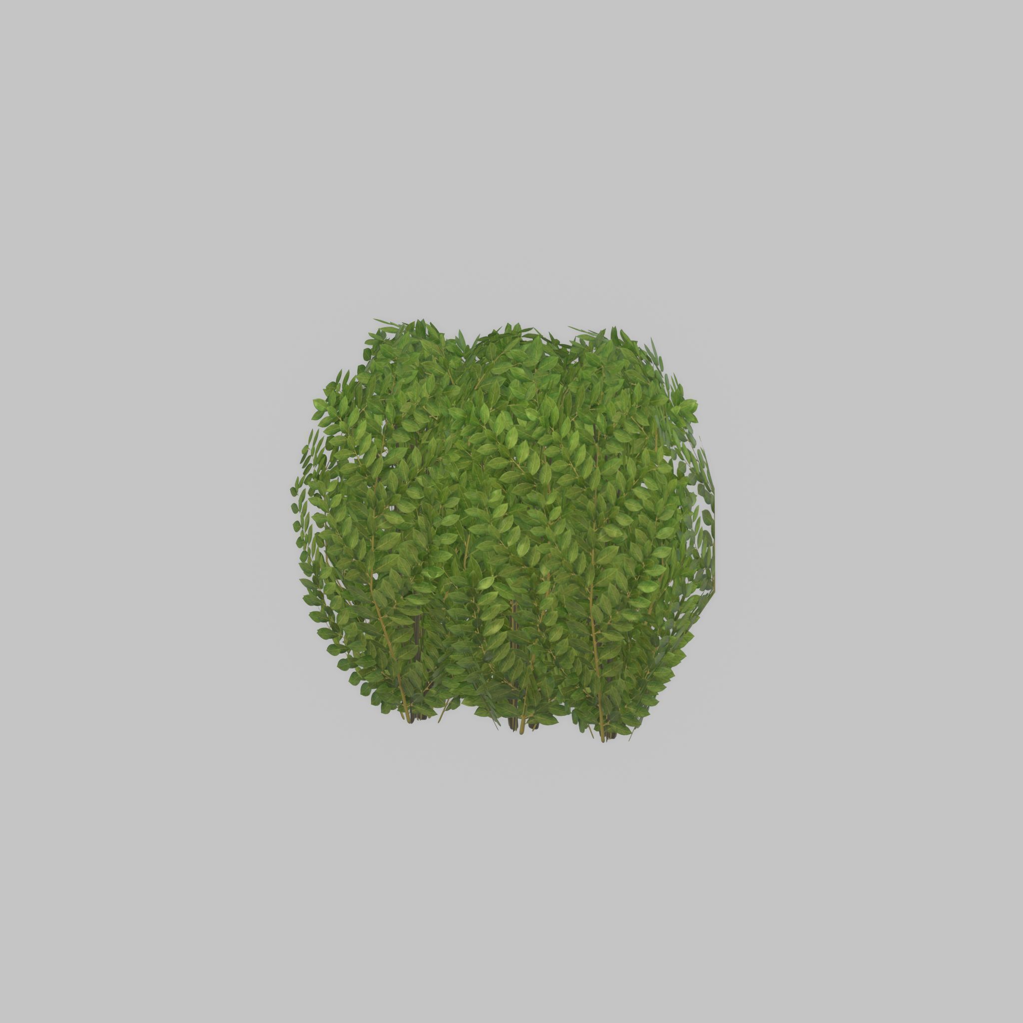Cherry laurel hedge 500mm version-3 Low-poly 3D model_43
