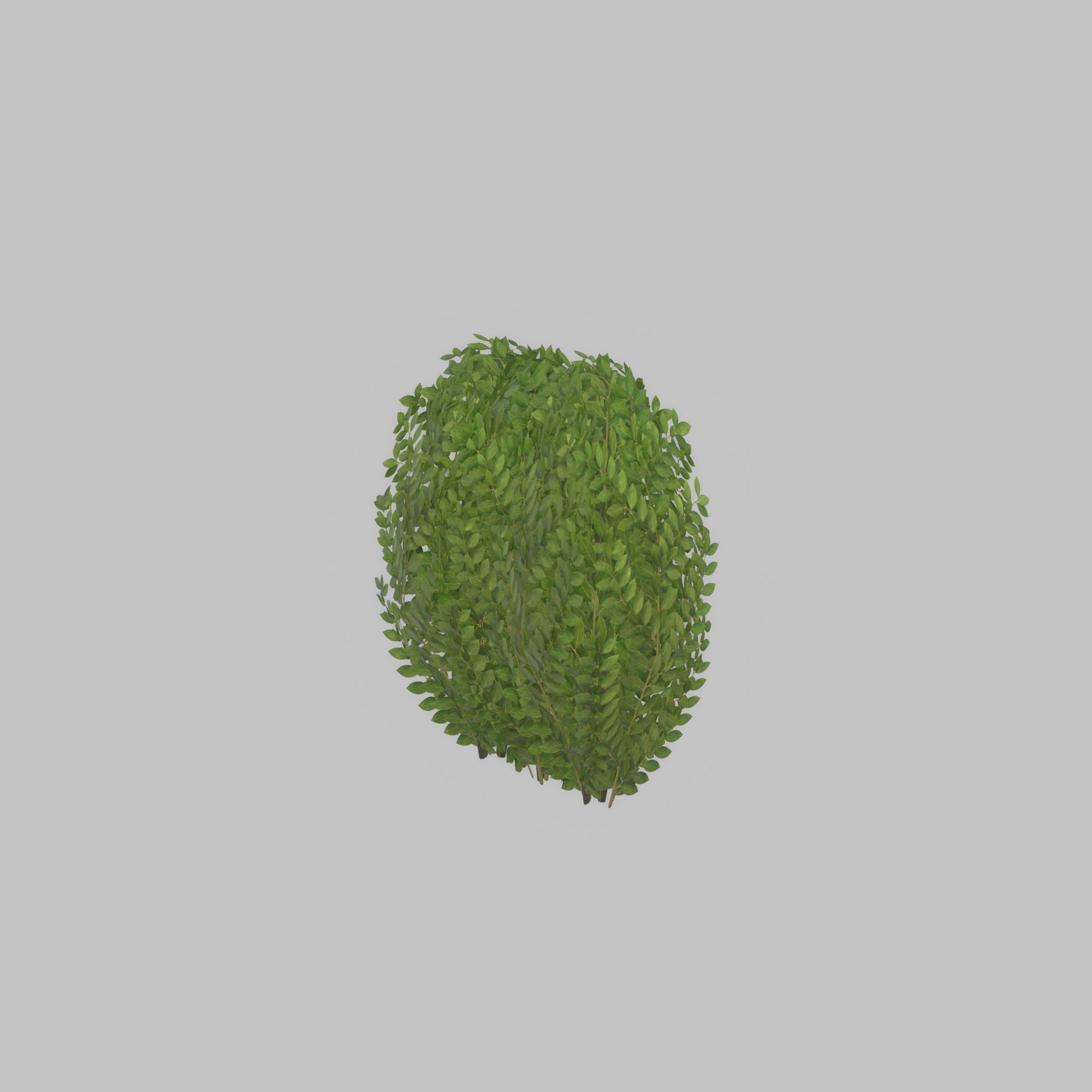 Cherry laurel hedge 500mm version-3 Low-poly 3D model_46
