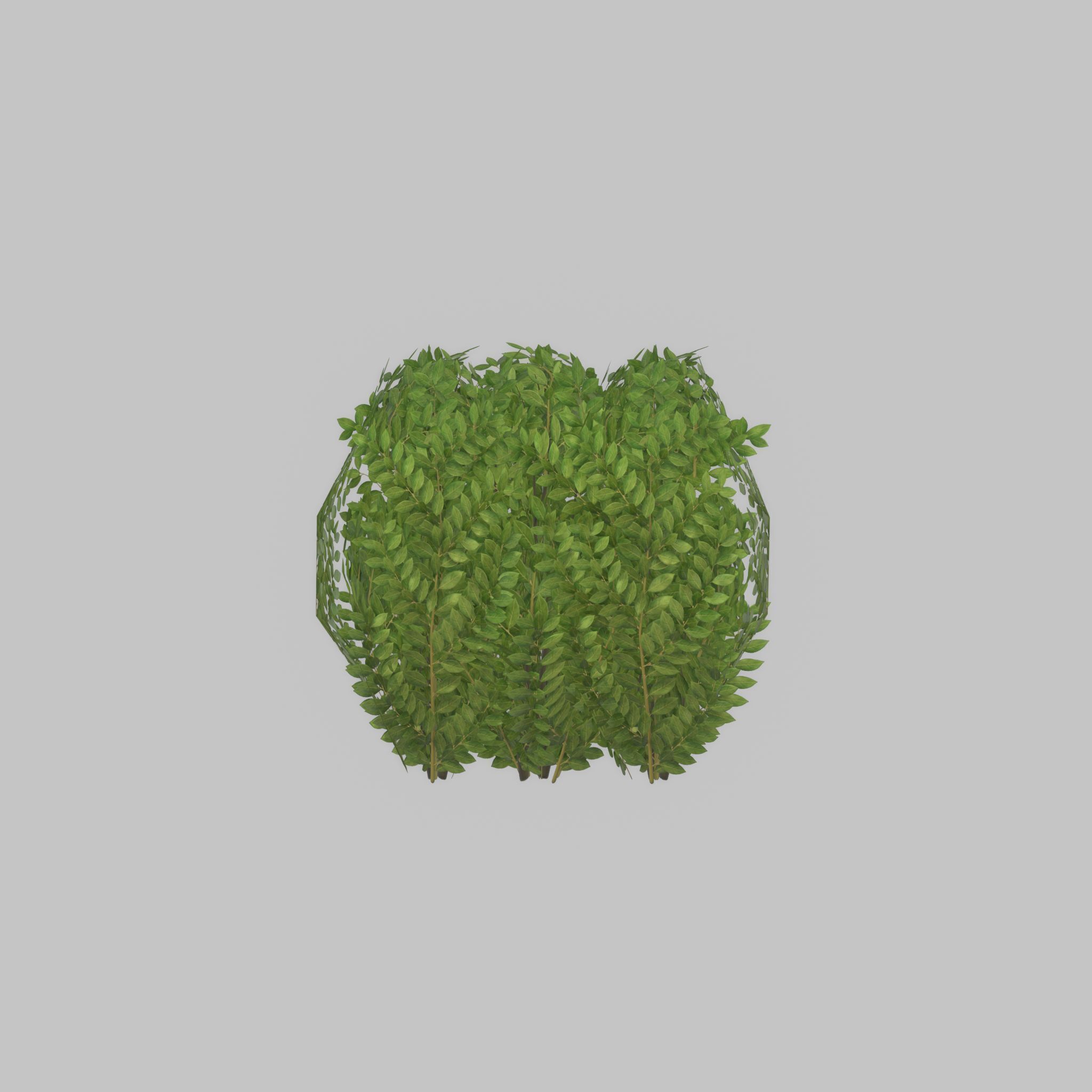 Cherry laurel hedge 500mm version-3 Low-poly 3D model_27