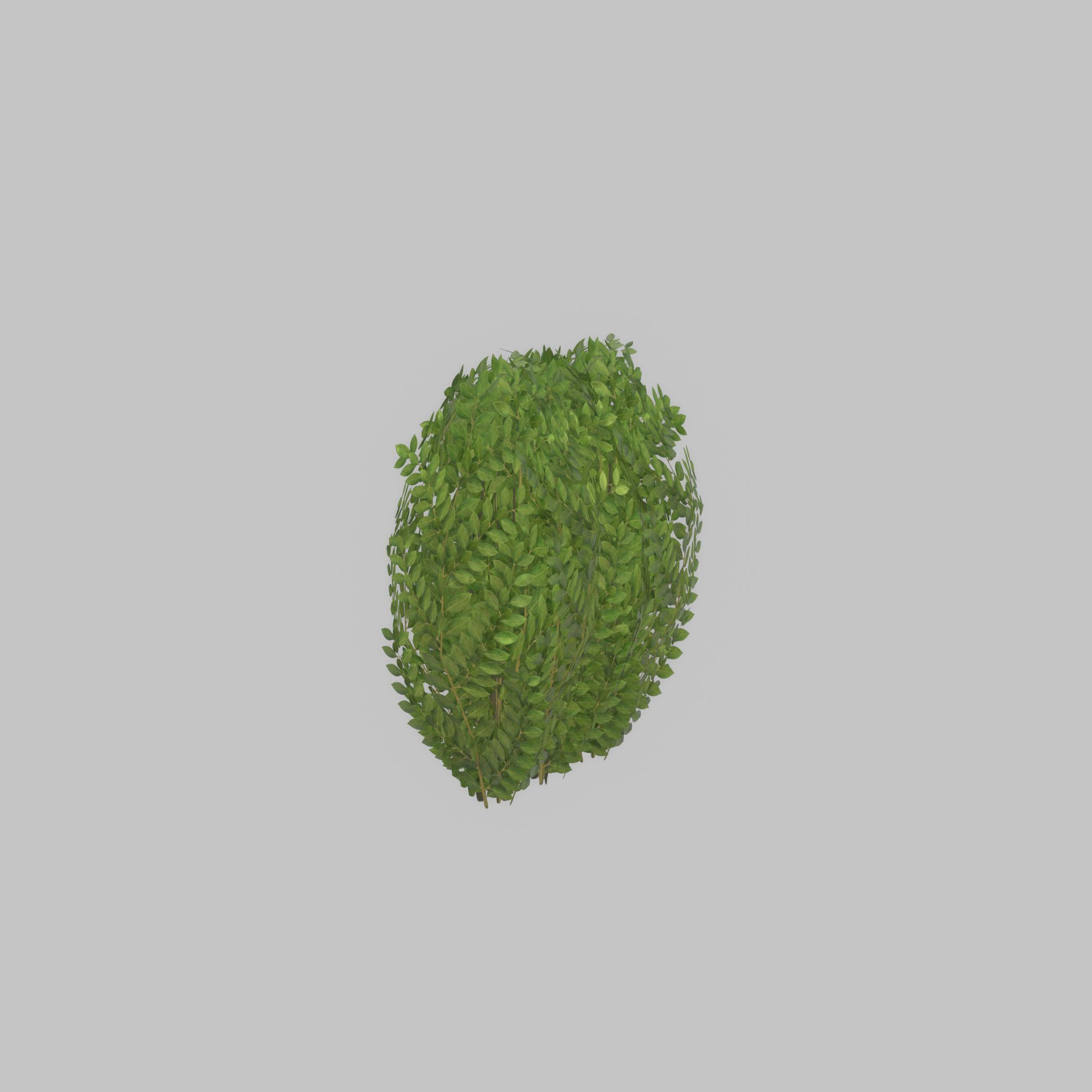 Cherry laurel hedge 500mm version-3 Low-poly 3D model_22
