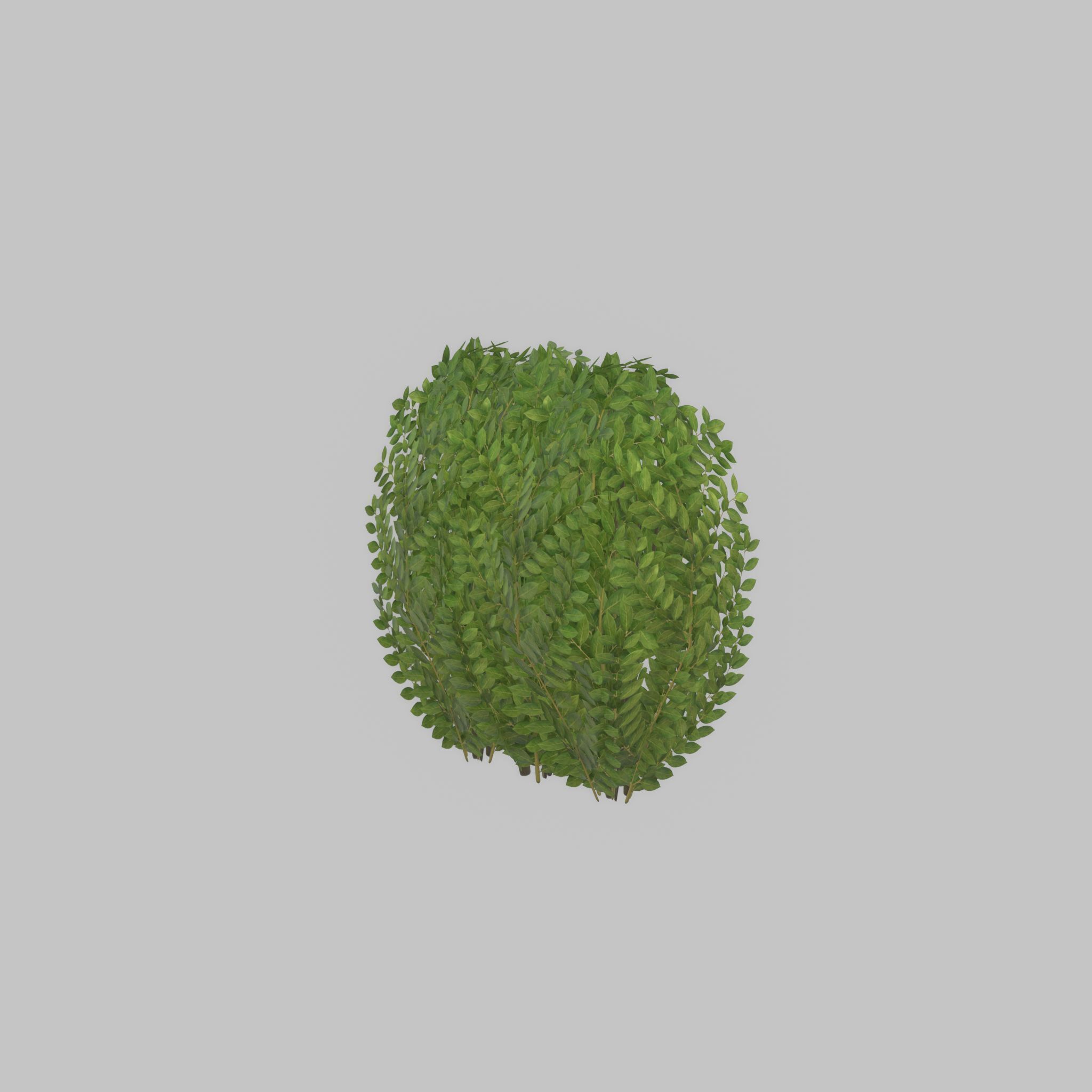 Cherry laurel hedge 500mm version-3 Low-poly 3D model_31