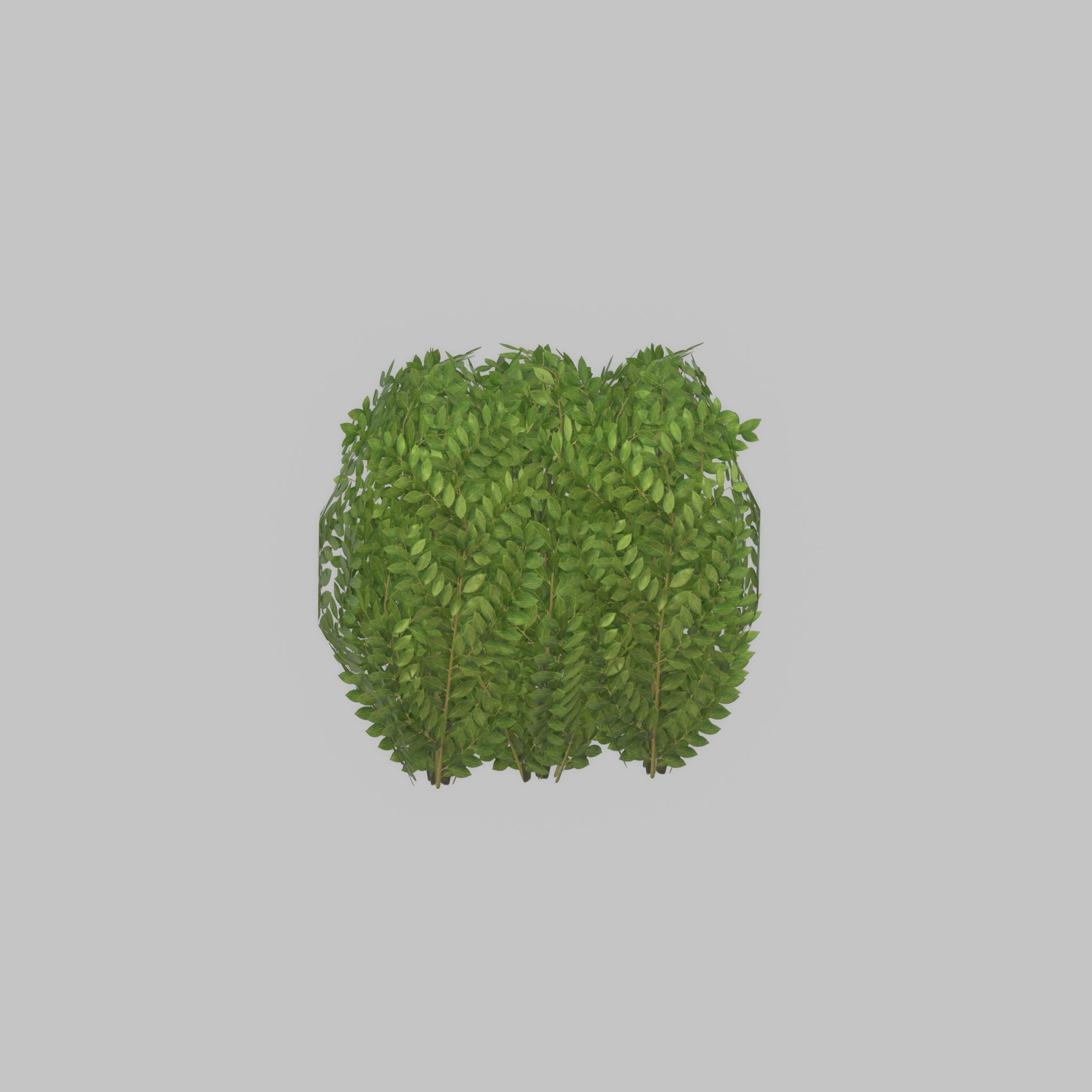 Cherry laurel hedge 500mm version-3 Low-poly 3D model_26