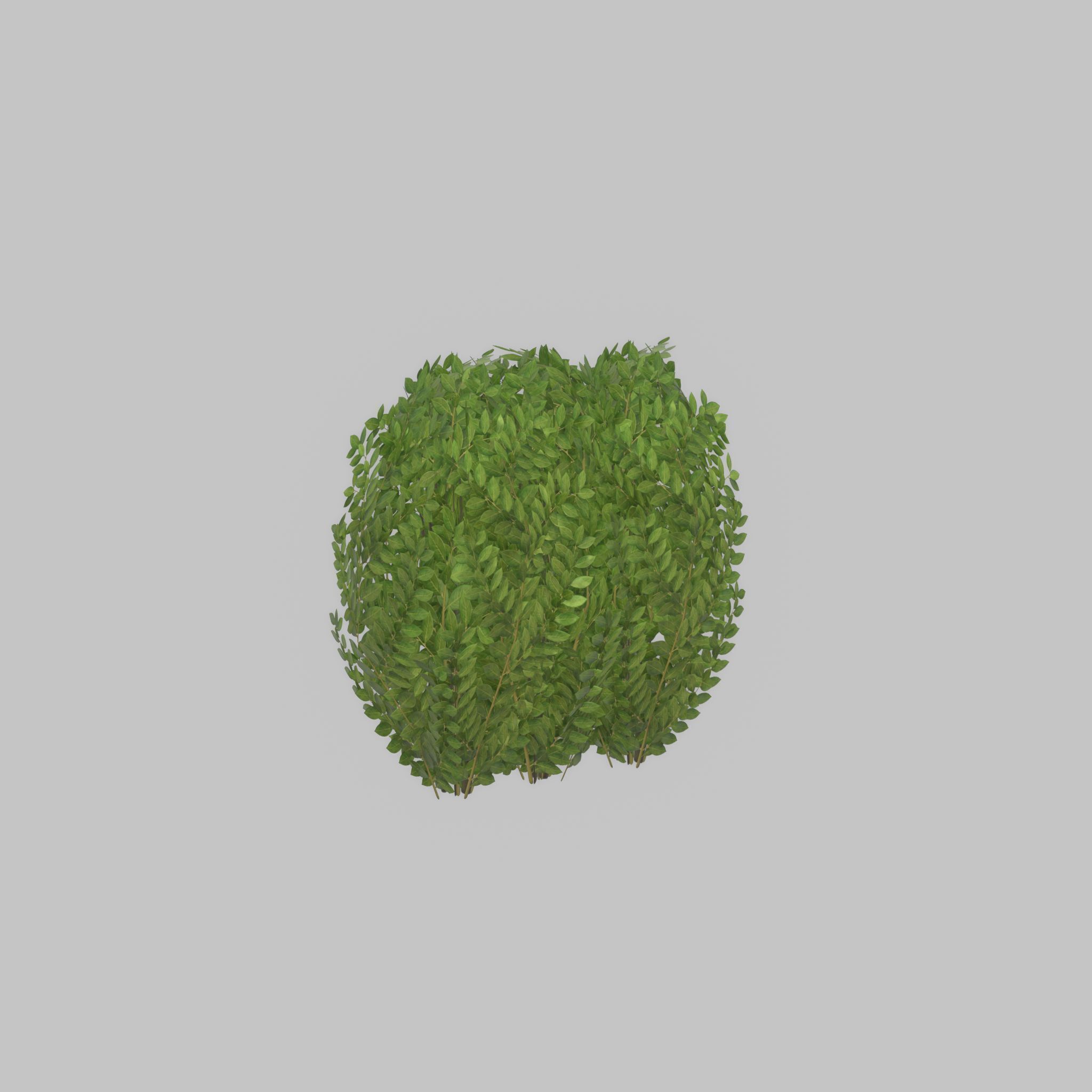 Cherry laurel hedge 500mm version-3 Low-poly 3D model_24