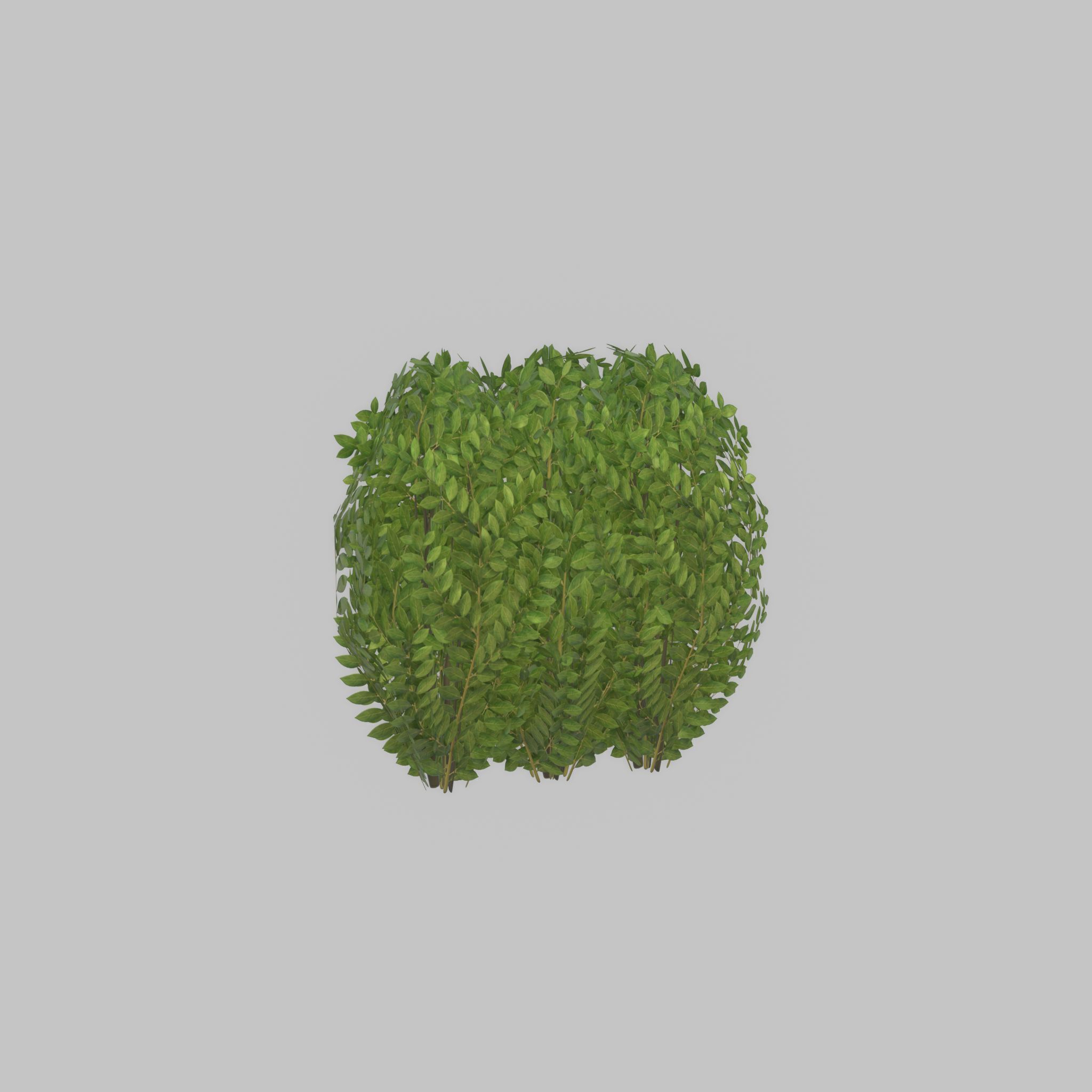 Cherry laurel hedge 500mm version-3 Low-poly 3D model_40