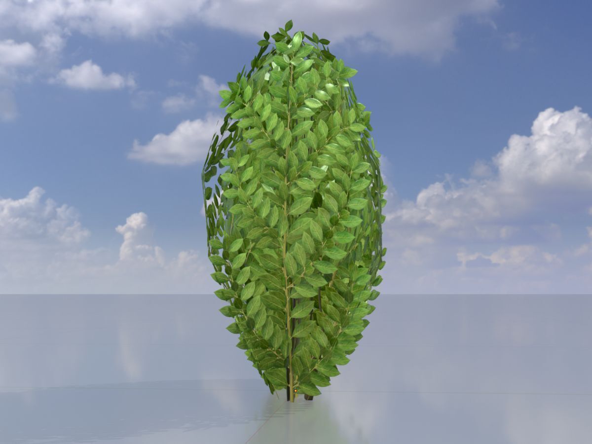 Cherry laurel hedge 500mm version-3 Low-poly 3D model_2
