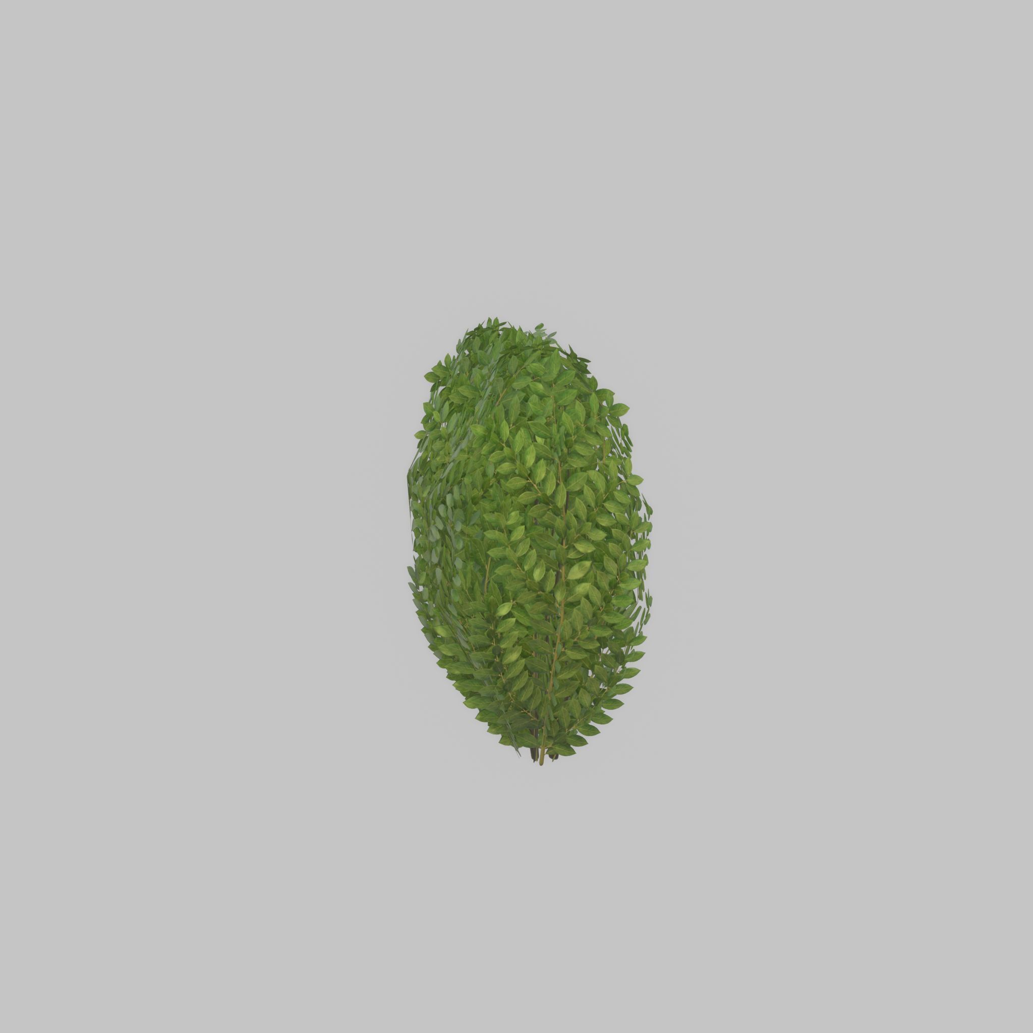 Cherry laurel hedge 500mm version-3 Low-poly 3D model_34